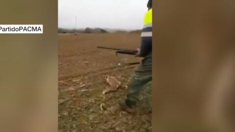 Imagen de un cazador que agrede brutalmente a un zorro