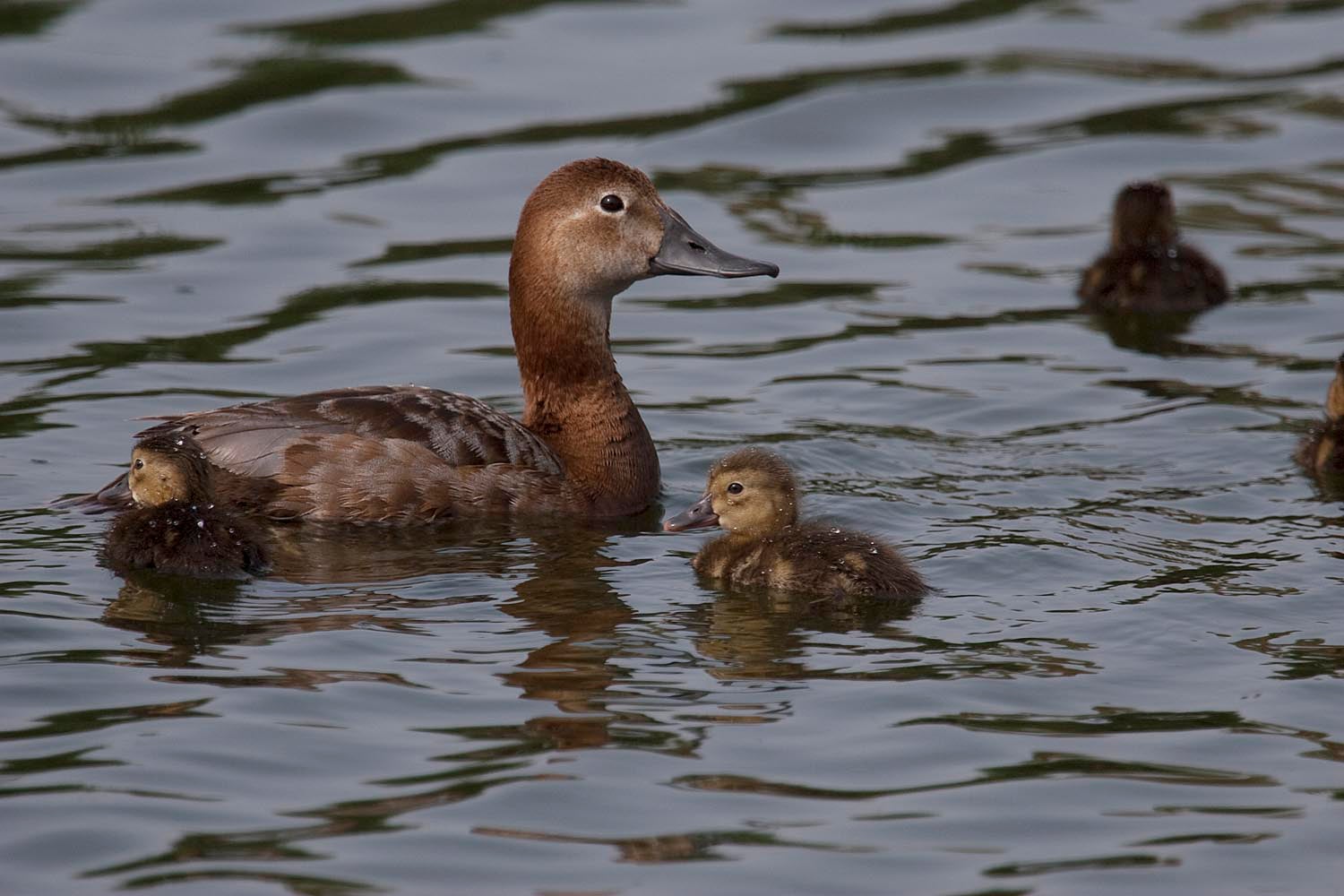 Amigos de los Humedales del Sur acusa a Medio Ambiente de “dar carta blanca” a los cazadores en El Hondo y Las Salinas de Santa Pola Amigos de los Humedales del Sur acusa a Medio Ambiente de “dar carta blanca” a los cazadores en El Hondo y Las Salinas de Santa Pola