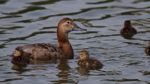 Hembra de Porr&oacute;n com&uacute;n con sus pollos 