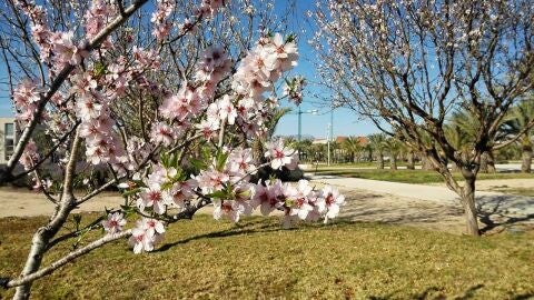 Almendros en la Universidad Miguel Hern&aacute;ndez de Elche