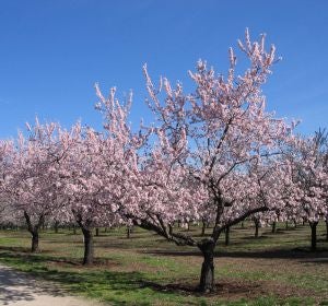 Almendros en flor en la Quinta de los Molinos Almendros en flor en la Quinta de los Molinos
