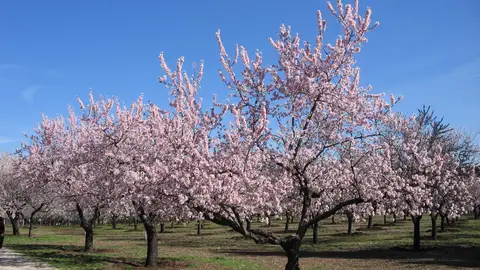 Almendros en flor en la Quinta de los Molinos Almendros en flor en la Quinta de los Molinos