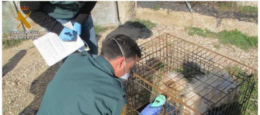 Cinco perros muertos y siete en malas condiciones en Burgos Cinco perros muertos y siete en malas condiciones en Burgos