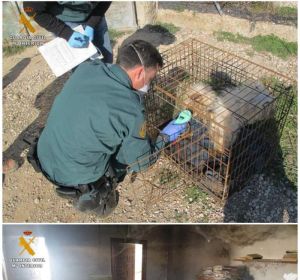 Cinco perros muertos y siete en malas condiciones en Burgos Cinco perros muertos y siete en malas condiciones en Burgos