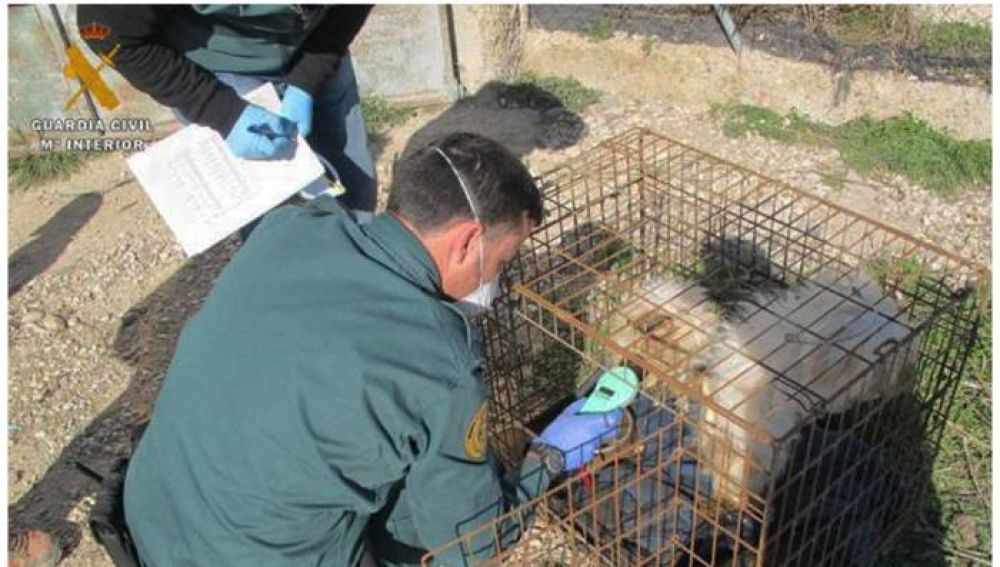 Cinco perros muertos y siete en malas condiciones en Burgos
