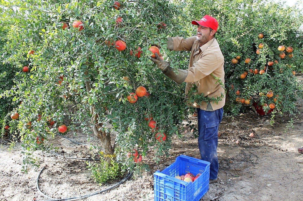 ASAJA y Cambayas de Elche piden que el granado, la higuera y la palmera datilera accedan a ayudas de la Política Agraria Europea ASAJA y Cambayas de Elche piden que el granado, la higuera y la palmera datilera accedan a ayudas de la Política Agraria Europea