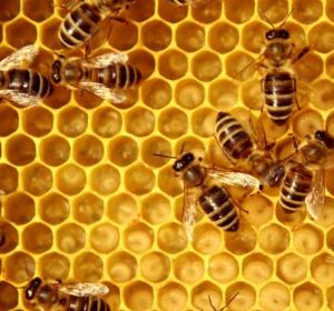 Abejas Abejas