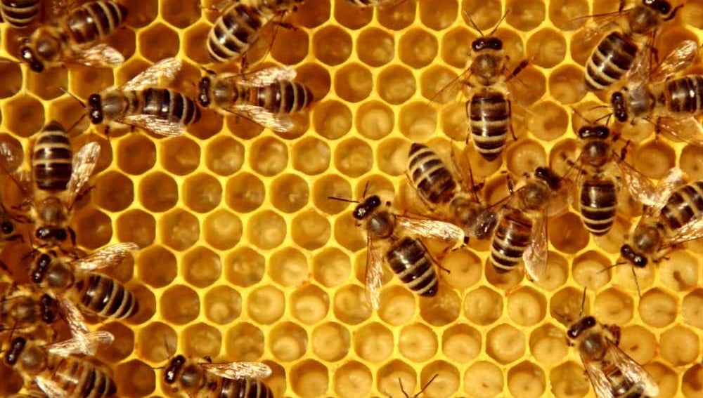 La Asociación de Apicultores Palentinos advierte del riesgo que tienen las altas temperaturas de febrero para la población de abejas La Asociación de Apicultores Palentinos advierte del riesgo que tienen las altas temperaturas de febrero para la población de abejas