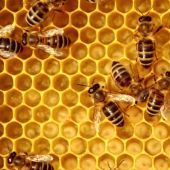 Abejas