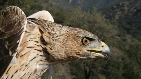 El turismo de fin de semana perjudica a las aguilas perdiceras El turismo de fin de semana perjudica a las aguilas perdiceras