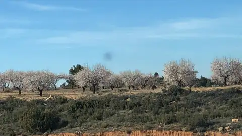 almendros en flor cuenca