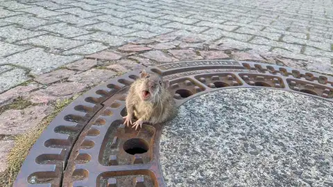 La rata atrapada La rata atrapada