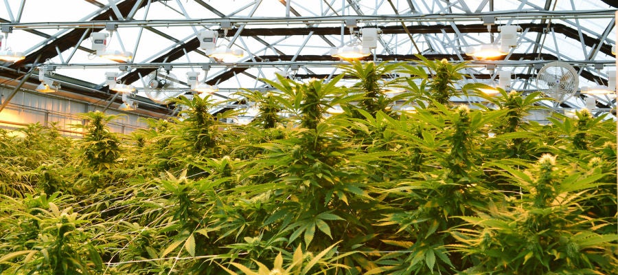 Foto de archivo de una plantación de marihuana Foto de archivo de una plantación de marihuana