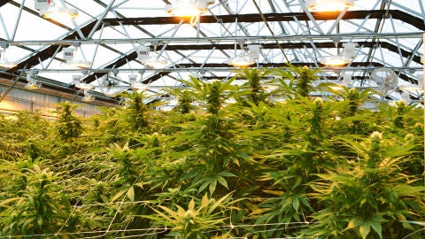 Foto de archivo de una plantaci&oacute;n de marihuana