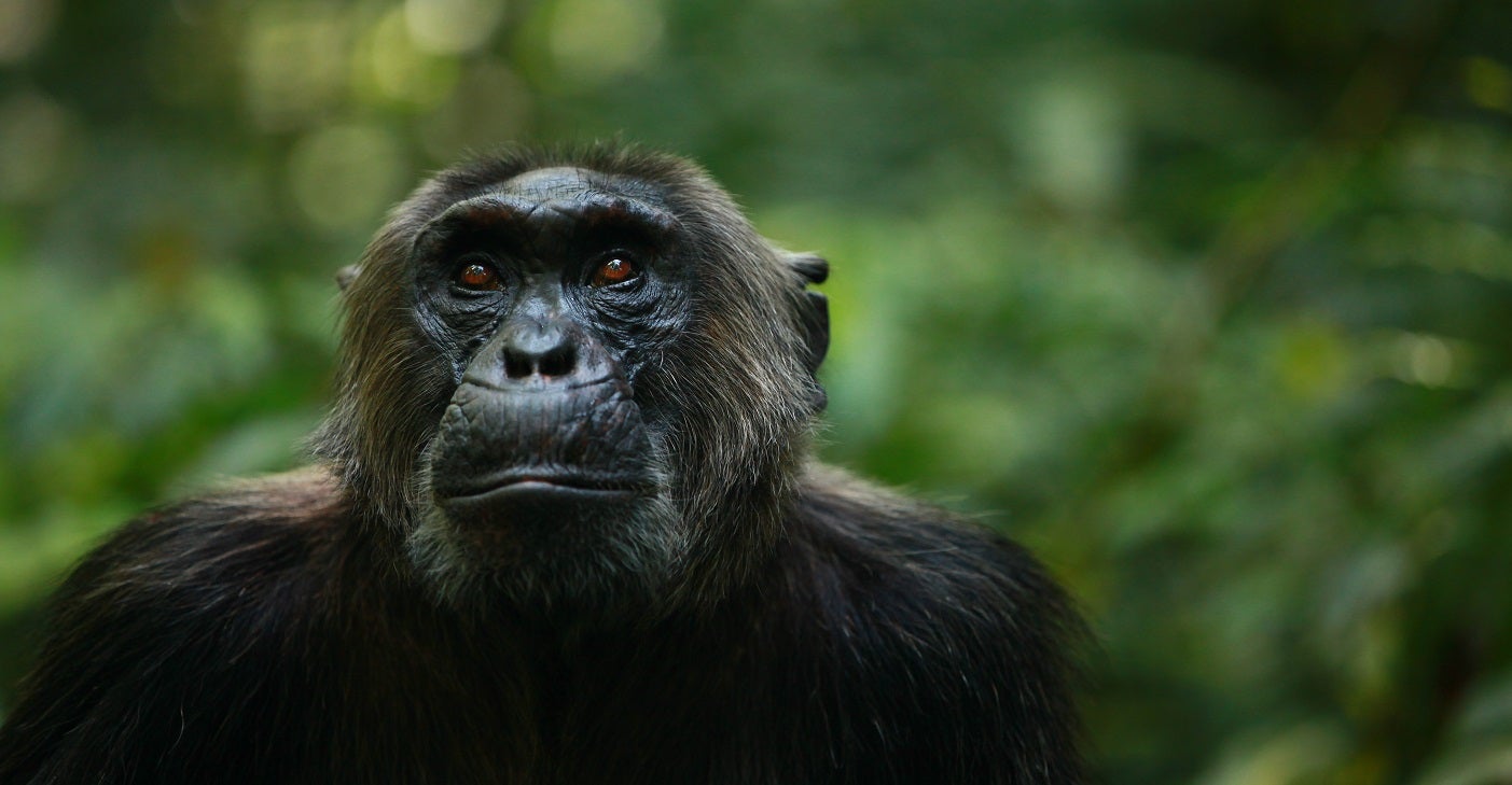Viajamos a Uganda, uno de los mejores países del mundo para descubrir el mundo animal Viajamos a Uganda, uno de los mejores países del mundo para descubrir el mundo animal