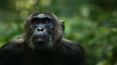 Un chimpancé del grupo Ngogo del Parque Nacional de Kibale en Uganda Un chimpancé del grupo Ngogo del Parque Nacional de Kibale en Uganda