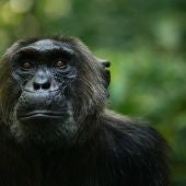 Un chimpancé del grupo Ngogo del Parque Nacional de Kibale en Uganda