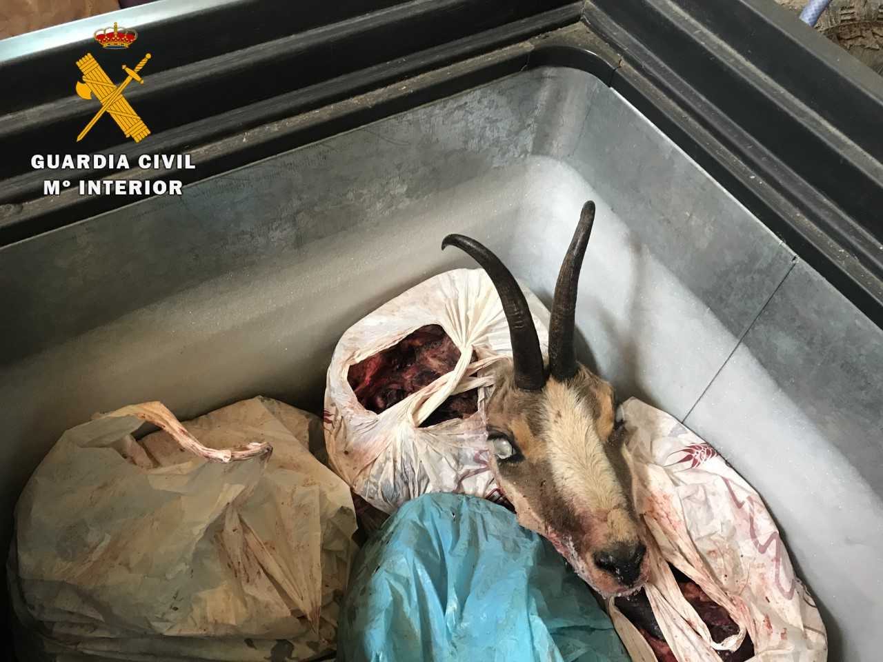 La Guardia Civil ha denunciado a dos hombres y una mujer por cometer 12 infracciones administrativas recuperando numerosos trofeos de caza La Guardia Civil ha denunciado a dos hombres y una mujer por cometer 12 infracciones administrativas recuperando numerosos trofeos de caza