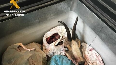 Operaci&oacute;n contra la caza furtiva en Palencia