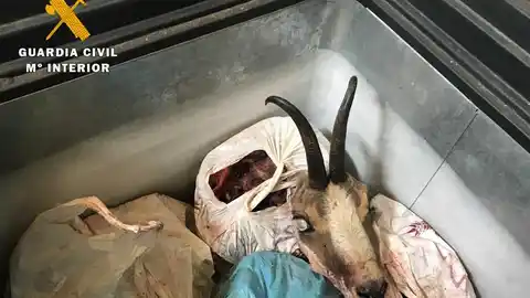 Furtivismo Operación contra la caza furtiva en Palencia