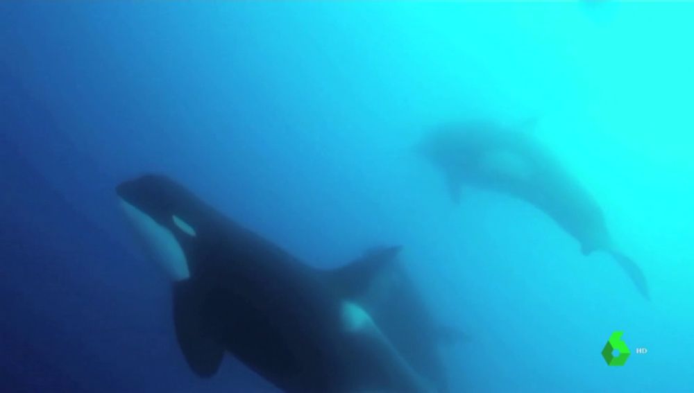 Orcas ordinarias