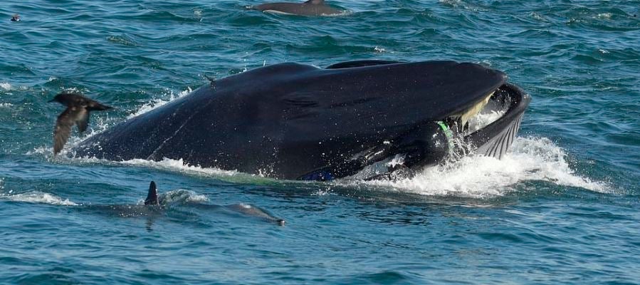 Una ballena tragándose a un buzo Una ballena tragándose a un buzo