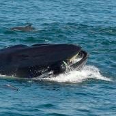 Una ballena tragándose a un buzo