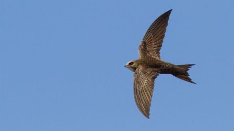 Los vencejos nacen para comer y dormir en el aire