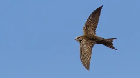 Los vencejos nacen para comer y dormir en el aire Los vencejos nacen para comer y dormir en el aire