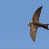 Los vencejos nacen para comer y dormir en el aire Los vencejos nacen para comer y dormir en el aire