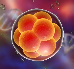Piden una moratoria para frenar la creacion de mas bebes geneticamente modificados Piden una moratoria para frenar la creacion de mas bebes geneticamente modificados