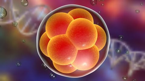 Piden una moratoria para frenar la creacion de mas bebes geneticamente modificados