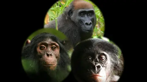 Asi reaccionan chimpances gorilas y bonobos ante una camara en el bosque Asi reaccionan chimpances gorilas y bonobos ante una camara en el bosque