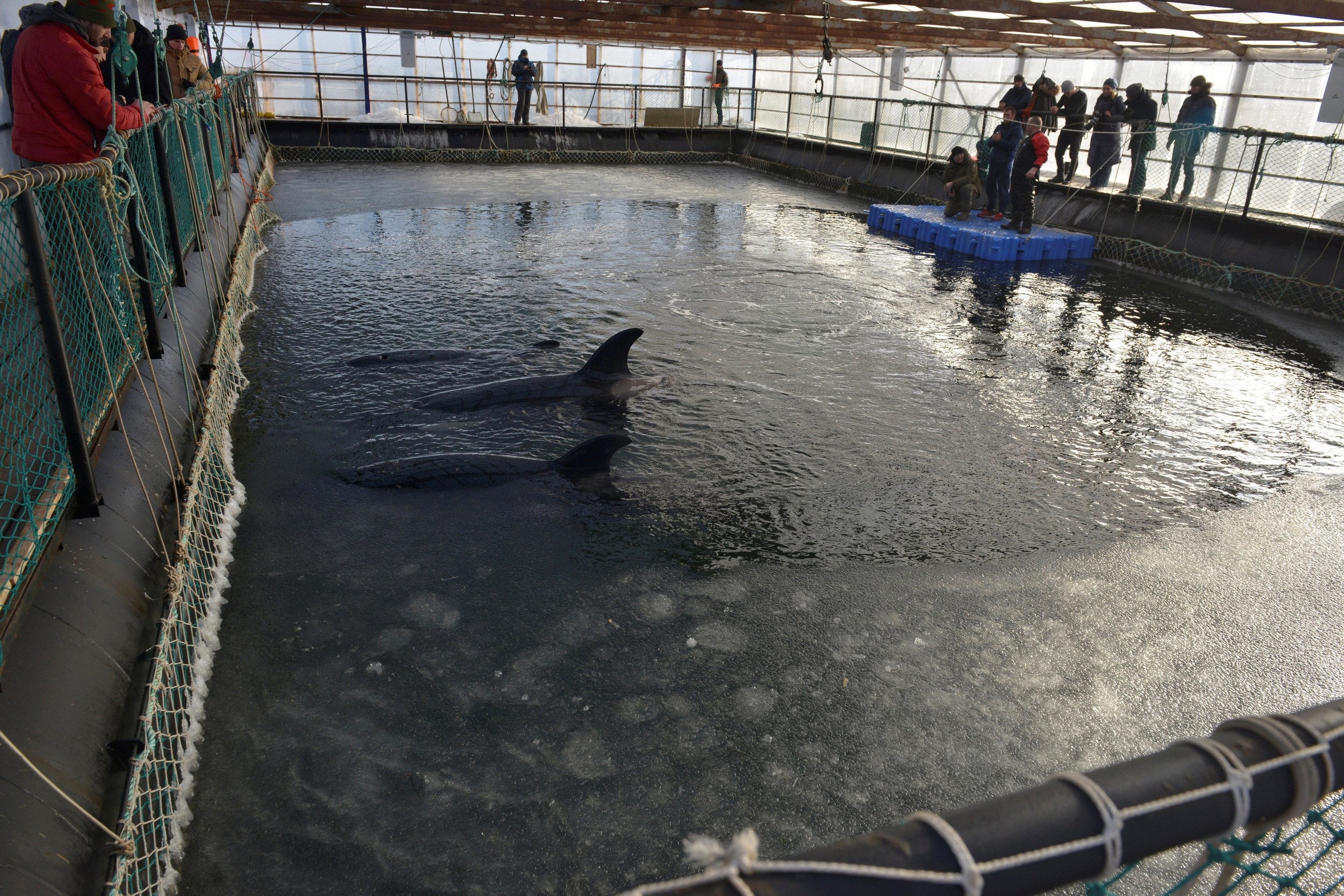 Liberadas todas las orcas de la "cárcel de ballenas" del Pacífico ruso Liberadas todas las orcas de la "cárcel de ballenas" del Pacífico ruso
