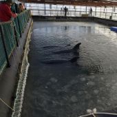Interior de la cárcel de ballenas de Rusia