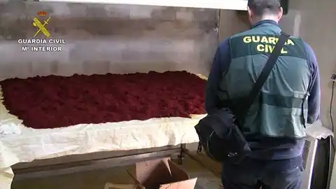 Un agente de la Guardia Civil junto a parte del azafrán adulterado intervenido en Novelda Un agente de la Guardia Civil junto a parte del azafrán adulterado intervenido en Novelda