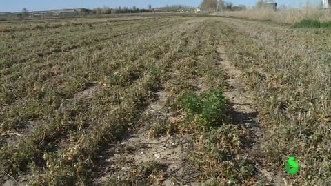 Los agricultores del sur de Madrid, en guerra con la Confederaci&oacute;n del Tajo por los cortes de agua para regar