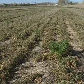 Los agricultores del sur de Madrid, en guerra con la Confederación del Tajo por los cortes de agua para regar Los agricultores del sur de Madrid, en guerra con la Confederación del Tajo por los cortes de agua para regar