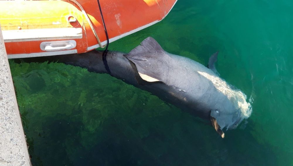 Hallan muerto a un tiburón de cuatro metros en Puerto Portals