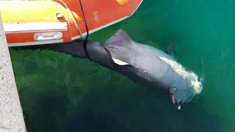 Hallan muerto a un tiburón de cuatro metros en Puerto Portals Hallan muerto a un tiburón de cuatro metros en Puerto Portals