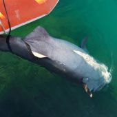 Hallan muerto a un tiburón de cuatro metros en Puerto Portals