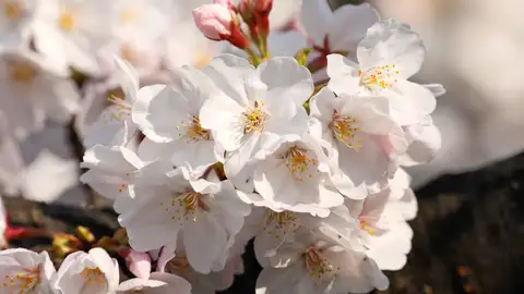 Floreciendo en primavera (26-03-19) Los pétalos de una flor de cerezo (26-03-19)