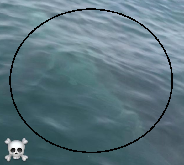 Un surfista se encuentra con un tiburón blanco gigante: "Pensaba que era una ballena" Un surfista se encuentra con un tiburón blanco gigante: "Pensaba que era una ballena"