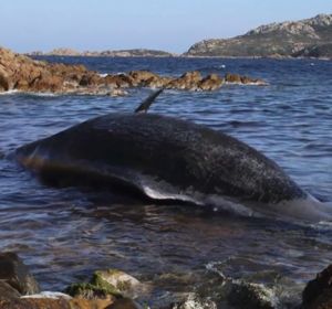Encuentran una ballena muerta con un feto y 22 kilos de plástico en su interior Encuentran una ballena muerta con un feto y 22 kilos de plástico en su interior