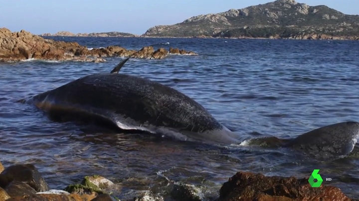 Hallan a una ballena muerta con más de 20 kilos de plástico en su estómago Hallan a una ballena muerta con más de 20 kilos de plástico en su estómago