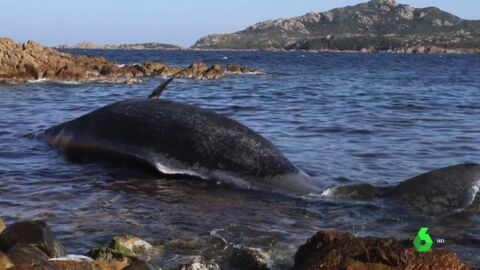 Encuentran una ballena muerta con un feto y 22 kilos de pl&aacute;stico en su interior