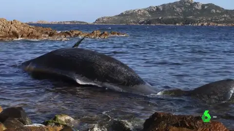 Encuentran una ballena muerta con un feto y 22 kilos de plástico en su interior Encuentran una ballena muerta con un feto y 22 kilos de plástico en su interior