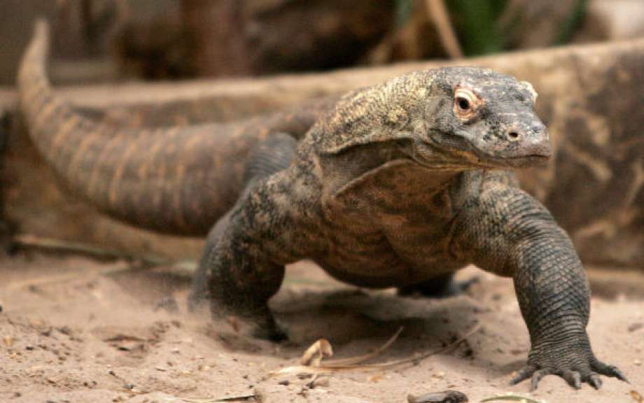 Personas Físicas: El Brexit por entregas y el robo de dragones de Komodo Personas Físicas: El Brexit por entregas y el robo de dragones de Komodo