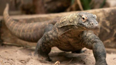 Drag&oacute;n de Komodo