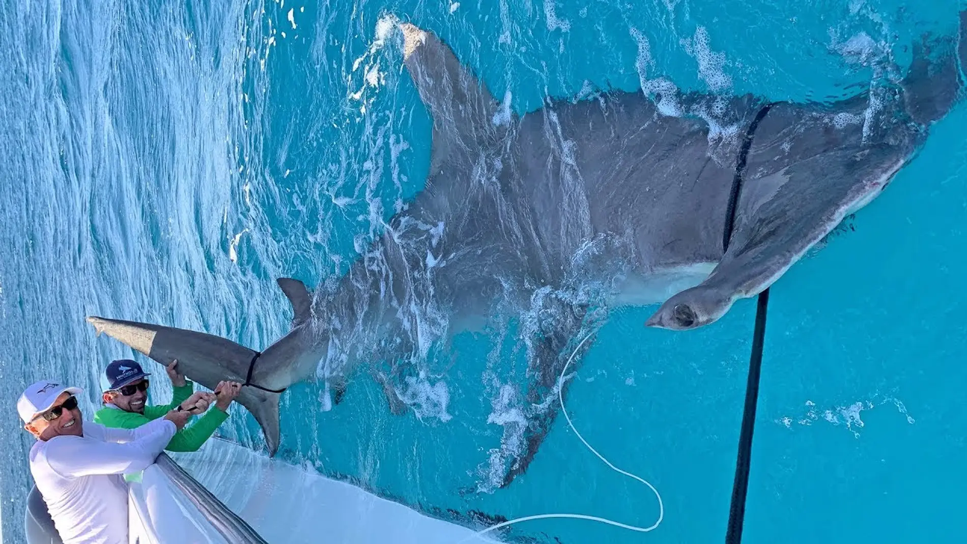 El tiburón martillo pescado por Greg Norman